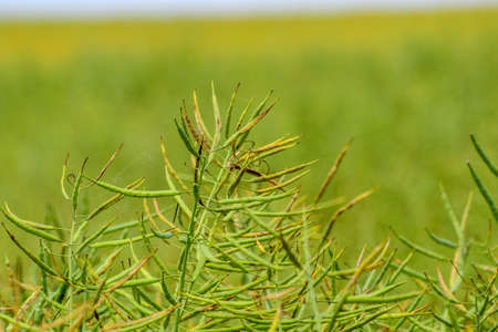 Ripening canola on the field in early summerの写真素材