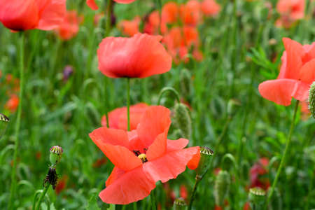 Poppy flowers growing on the meadow in early summerの写真素材
