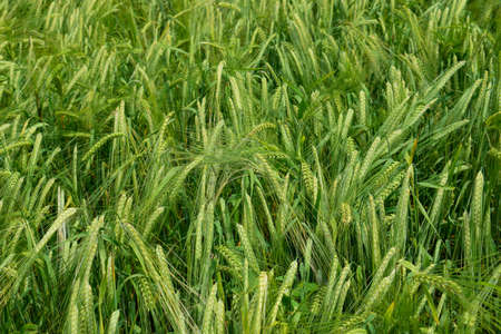 Ripening barley on the field in early summerの写真素材