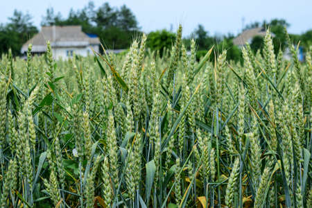 Green wheat growing on the field in early summerの写真素材
