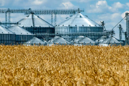 Field of ripe wheat and elevator silos on the backgroundの写真素材