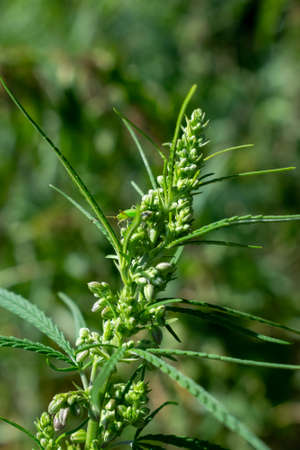 Hemp plant growing on the field closeupの写真素材