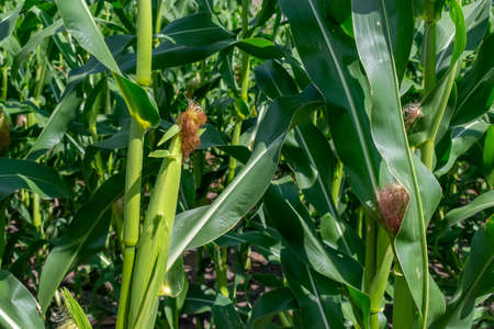 Green corn growing on the field on a sunny day