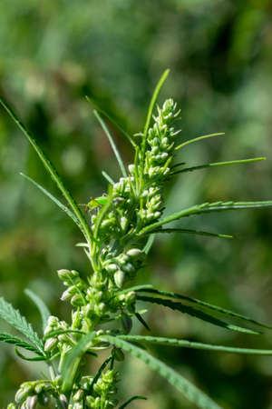 Hemp plant growing on the field closeupの写真素材