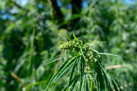 Hemp plant growing on the field closeupの写真素材