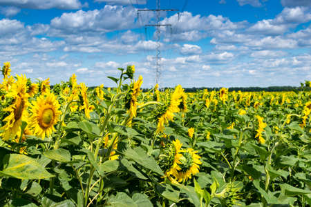 Sunflower field crossed with high voltage power lineの写真素材