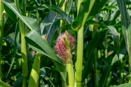 Green corn growing on the field on a sunny dayの写真素材