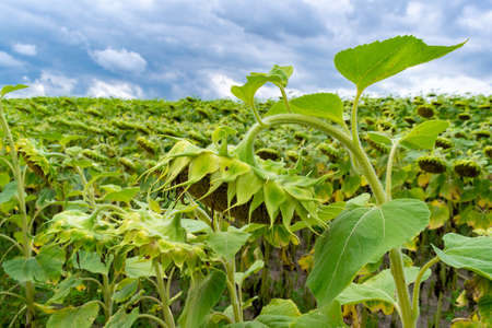 Ripening sunflowers on the field in summer with stormy clouds in the skyの写真素材