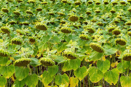 Ripening sunflowers on the field in summer backgroundの写真素材