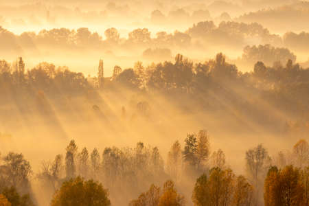 Rays of sun between the trees on sunrise in fogの写真素材