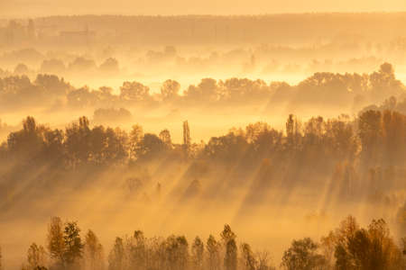 Rays of sun between the trees on sunriseの写真素材