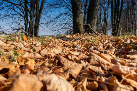 Fallen autumn leaves shot from the ground levelの写真素材