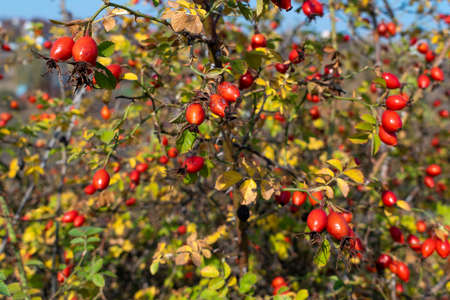 Ripe briar berries on the bush in autumnの写真素材