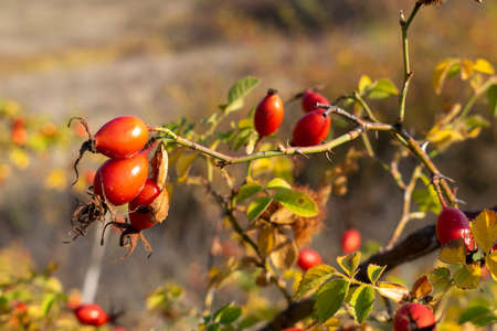 Ripe briar berries on the bush on an autumn day