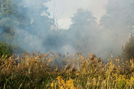 Peatland fires raging in early autumnの写真素材