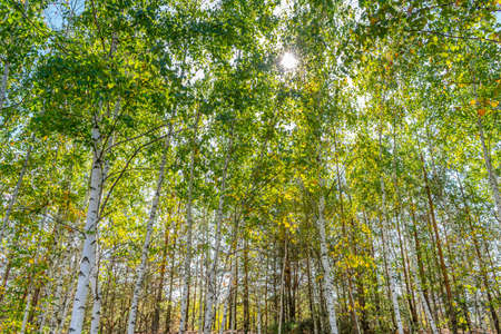 Sun shining through the leaves in the birchwoodの写真素材