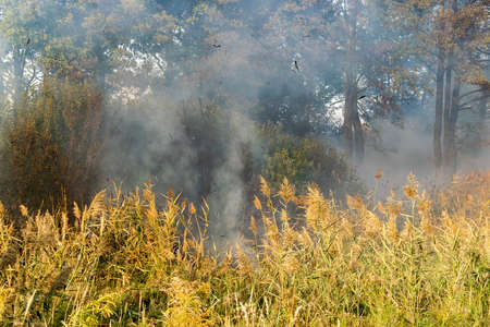 Peatland fires raging in early autumnの写真素材