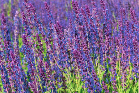 Purple sage in summer closeupの写真素材