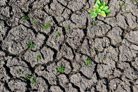 Dry eroded soil background detailed  textureの写真素材