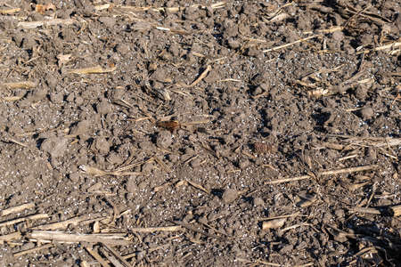 Field covered with mineral fertilizer textureの写真素材