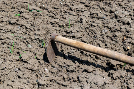 Old gardening hoe on the cultivated soilの写真素材