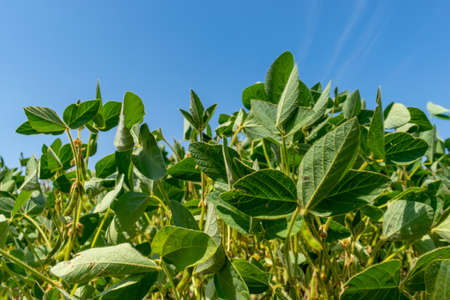 Soybean field with green plants in summerの写真素材