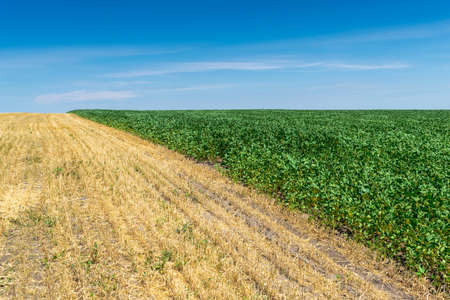 Soybean field with green plants in summerの写真素材