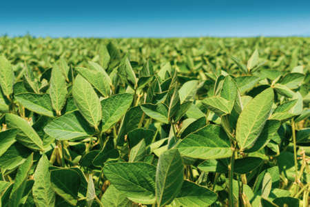 Soybean field with green plants in summerの写真素材