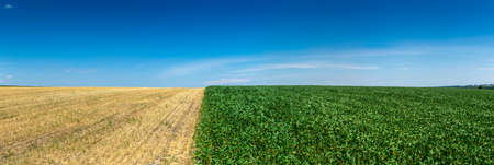 Soybean field with green plants in summer panoramaの写真素材