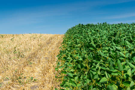 Soybean field with green plants in summerの写真素材