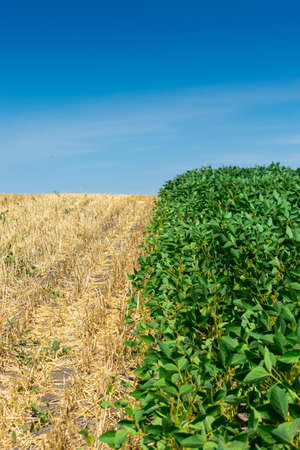 Soybean field with green plants in summerの写真素材