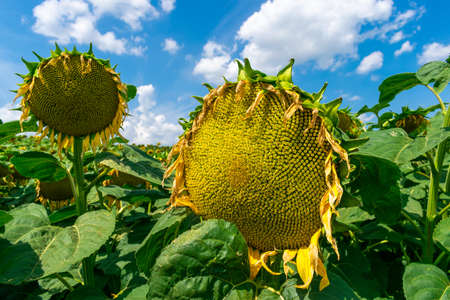 Sunflower field with blossoming plants in summerの写真素材