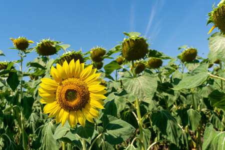 Sunflower field with blossoming plants in summerの写真素材