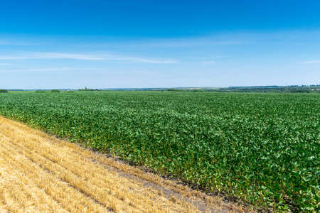 Soybean field with green plants in summerの写真素材