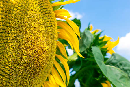 Sunflower field with blossoming plants in summerの写真素材