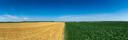 Soybean and wheat fields in summer panoramaの写真素材