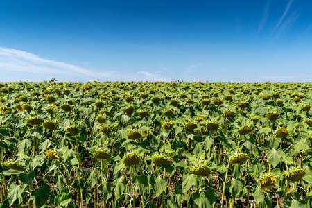 Sunflower field with blossoming plants in summerの写真素材