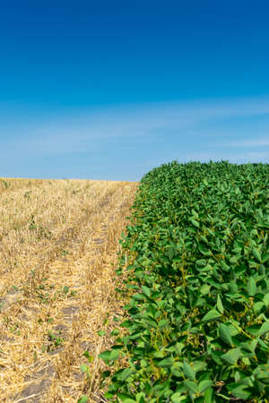 Soybean field with green plants in summerの写真素材