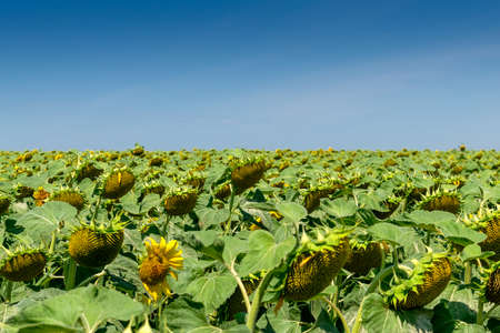 Sunflower field with blossoming plants in summerの写真素材