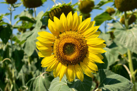 Sunflower field with blossoming plants in summerの写真素材