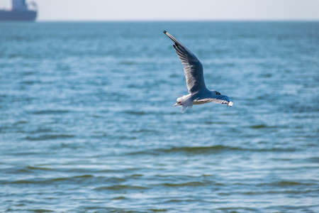 Seagull in flight over the blue sea in summerの写真素材