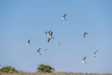 Seagulls in flight in blue summer skyの写真素材