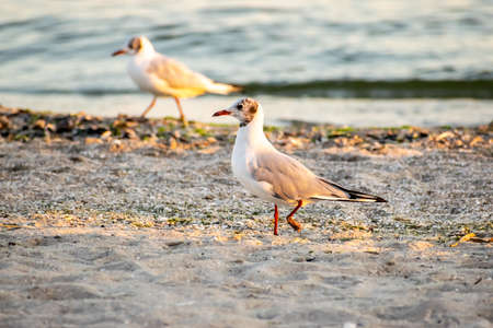 Seagulls on the beach at sunsetの写真素材