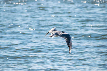 Seagull in flight over the blue sea in summerの写真素材