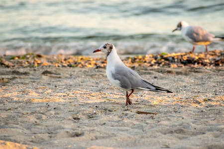Seagulls on the beach at sunsetの写真素材