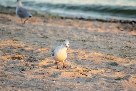 Seagulls on the beach at sunsetの写真素材