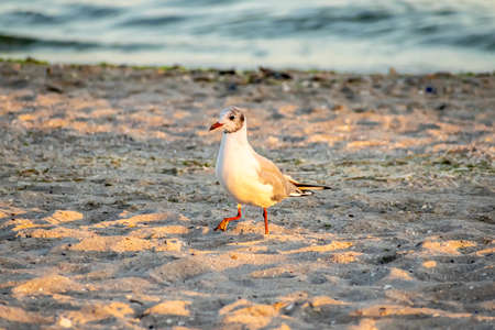 Seagulls on the beach at sunsetの写真素材