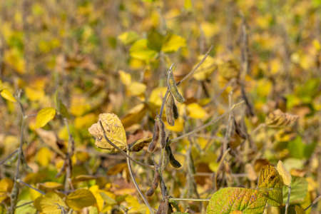 Ripe soybean field ready for harvesting