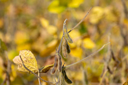 Ripe soybean field ready for harvestingの写真素材