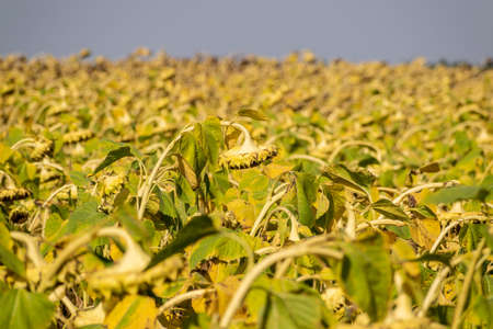 Field of ripe sunflowers before the harvesting seasonの写真素材